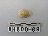 藏品(貝類)的圖片